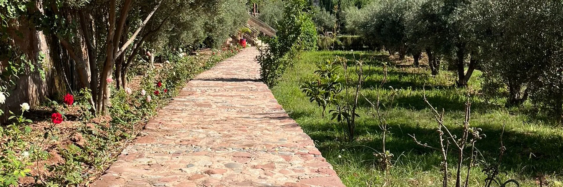 Rose-lined garden path through the olive grove at Jnane Ayam Atlas